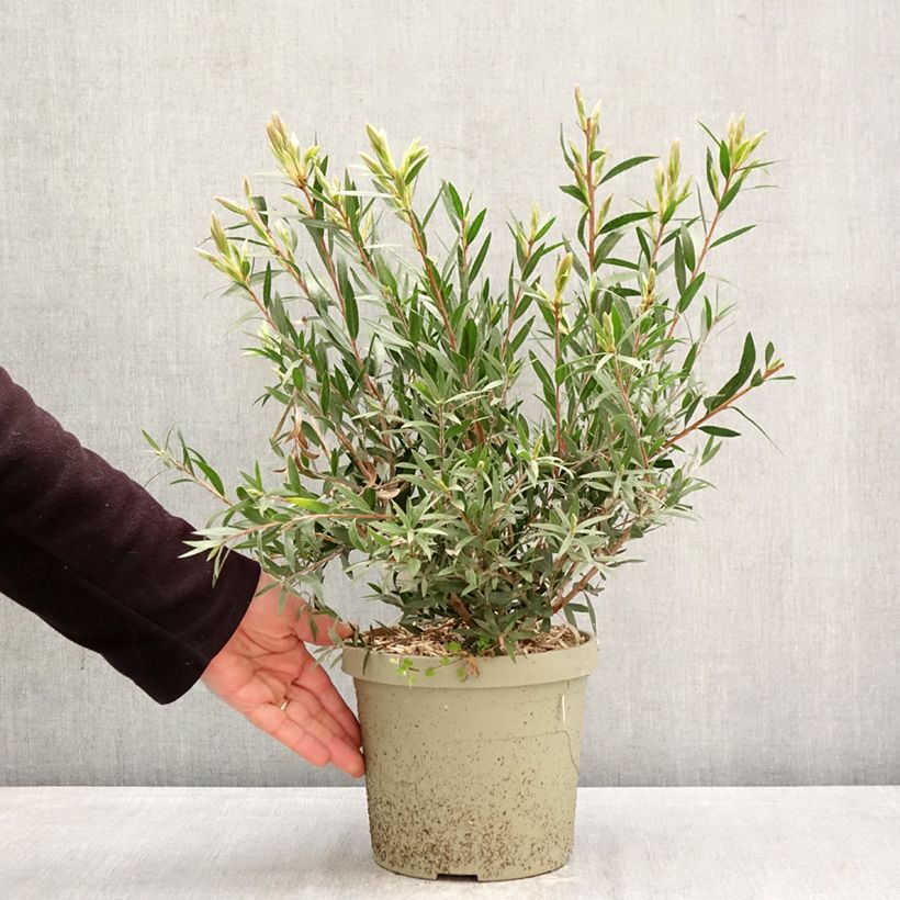 Exemplar von Callistemon Outback Fire - Zylinderputzer Topf mit 3L/4L wie im Frühjahr geliefert