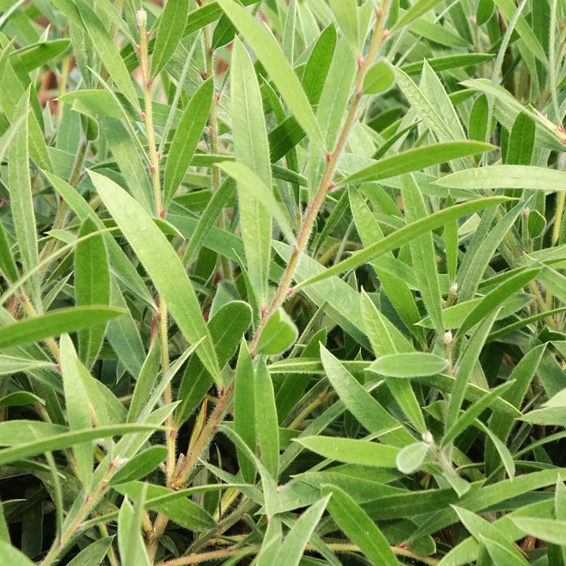 Callistemon Outback Flame - Zylinderputzer (Laub)