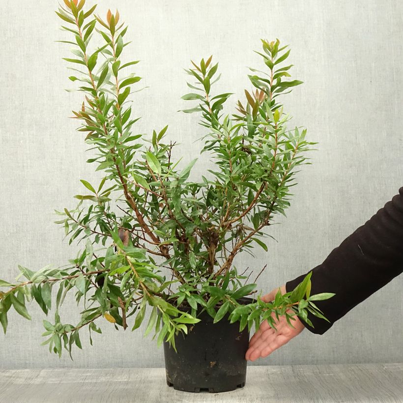 Example of Callistemon citrinus Red rocket - Zylinderputzer Topf mit 3L/4L as you get in automne