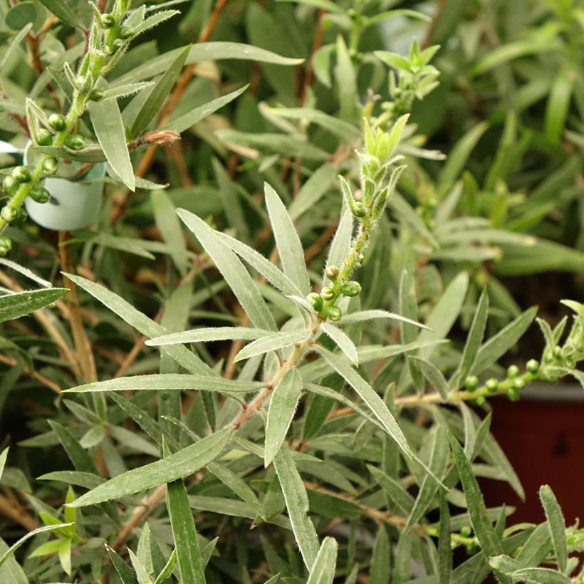 Callistemon viminalis Captain Cook - Zylinderputzer (Foliage)