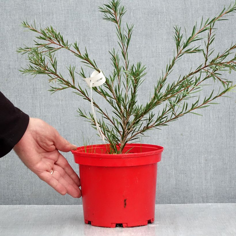 Exemplar von Callistemon hybrida Woodlander's Hardy - Zylinderputzer Topf mit 3L/4L wie im Herbst geliefert