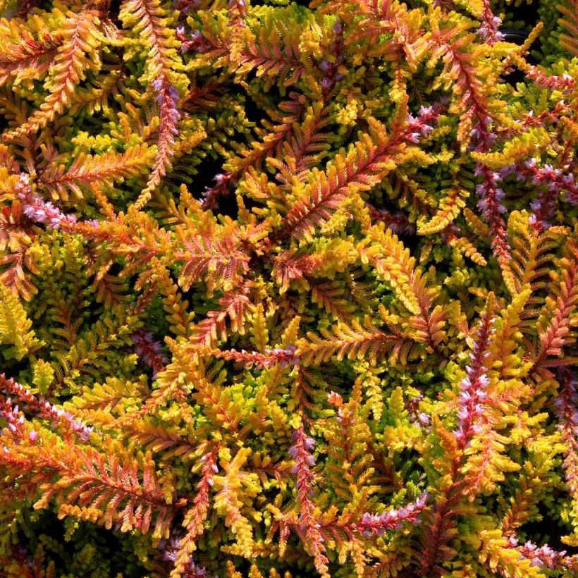Besenheide Wickwar Flame - Calluna vulgaris (Flowering)