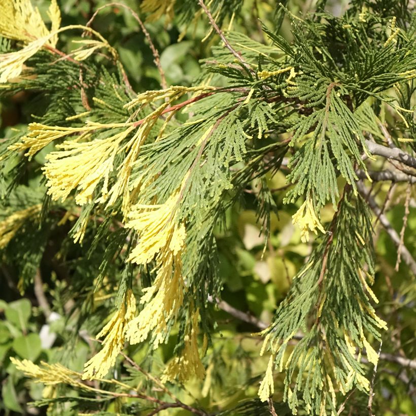 Calocedrus decurrens Aureovariegata - Kalifornische Flusszeder (Laub)