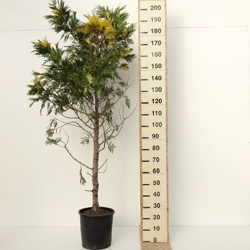 Example of Calocedrus decurrens Aureovariegata - Kalifornische Flusszeder Topf mit 18L/20L as you get in hiver