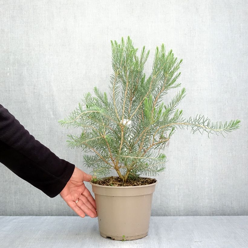 Exemplar von Calothamnus quadrifidus Grey Form Topf mit 4L/5L wie im Herbst geliefert