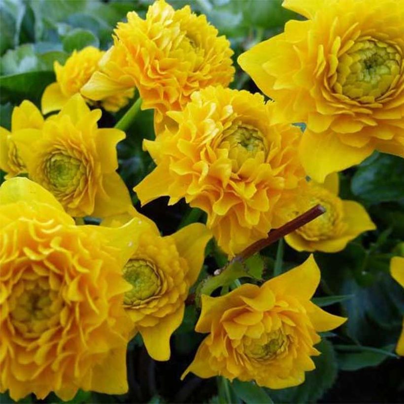 Caltha palustris Plena - Sumpf-Dotterblume (Flowering)
