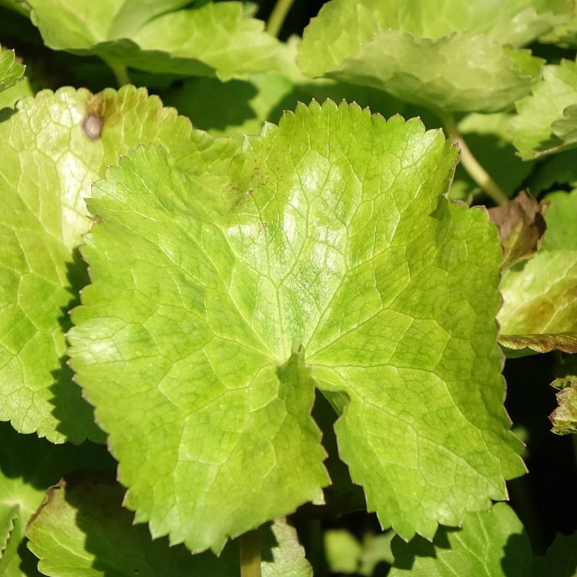Caltha palustris var. alba - Sumpf-Dotterblume (Foliage)