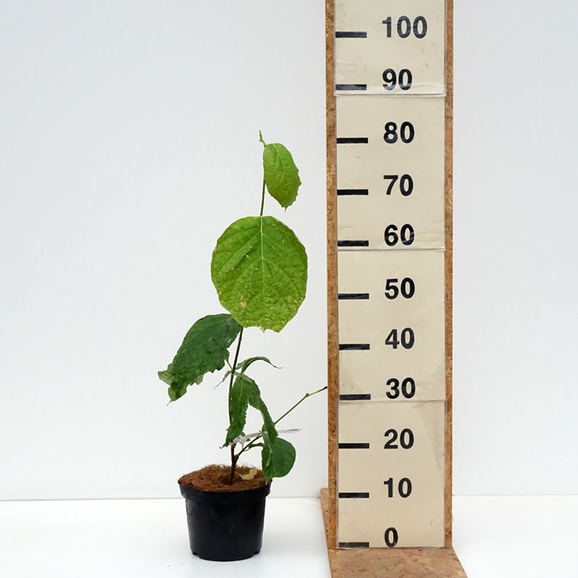 Exemplar von Calycanthus chinensis -Chinesische Wachsstrauch Topf mit 3L/4L wie im Herbst geliefert