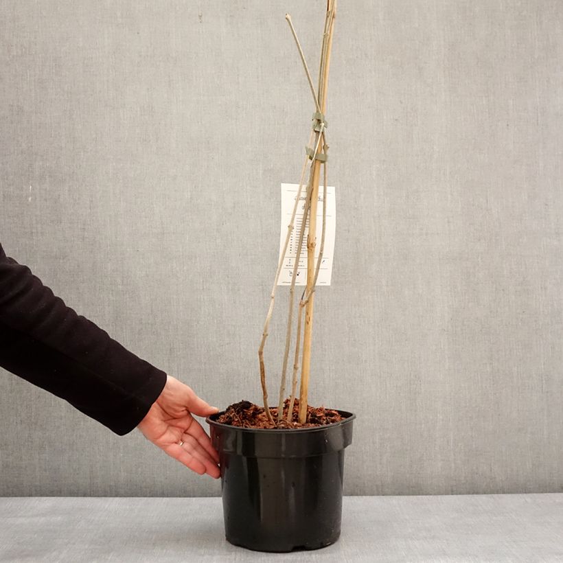 Example of Calycanthus chinensis -Chinesische Wachsstrauch Topf mit 3L/4L as you get in hiver