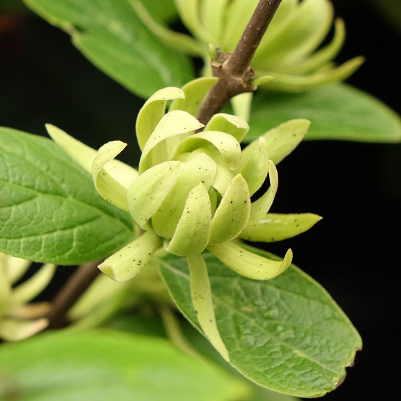 Calycanthus floridus Athens - Echter Gewürzstrauch (Flowering)