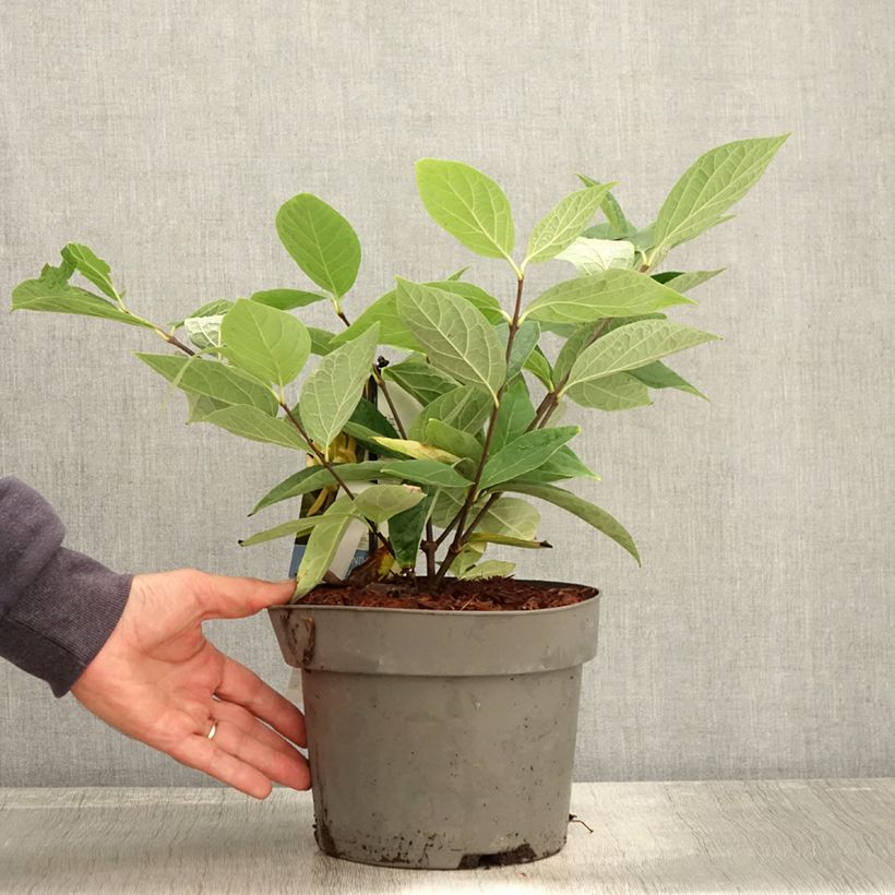 Example of Calycanthus floridus Athens - Echter Gewürzstrauch Topf mit 3L/4L as you get in automne