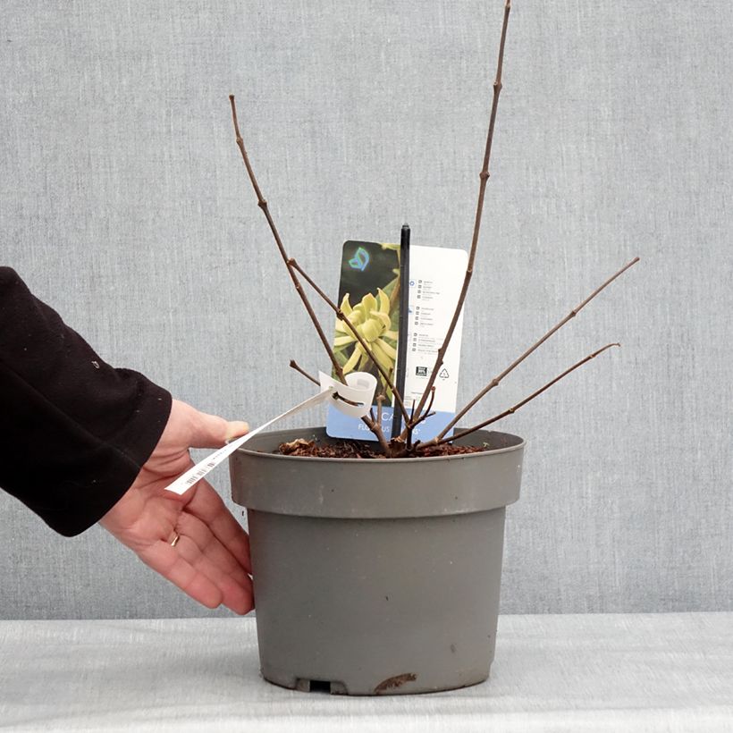 Exemplar von Calycanthus floridus Athens - Echter Gewürzstrauch Topf mit 3L/4L wie im Winter geliefert