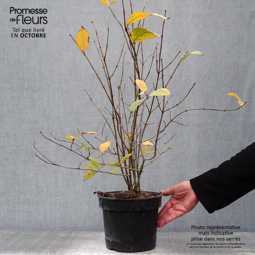 Example of Calycanthus floridus - Echter Gewürzstrauch Topf mit 4L/5L as you get in automne