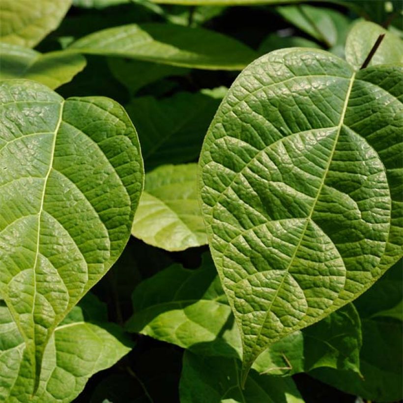 Calycanthus raulstonii Hartlage Wine - Gewürzstrauch (Foliage)