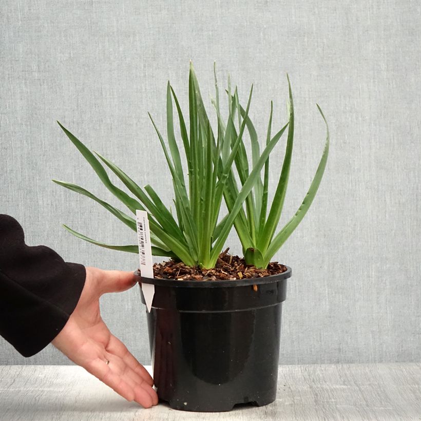 Exemplar von Camassia cusickii - Prärielilie Topf mit 2L/3L wie im Frühjahr geliefert