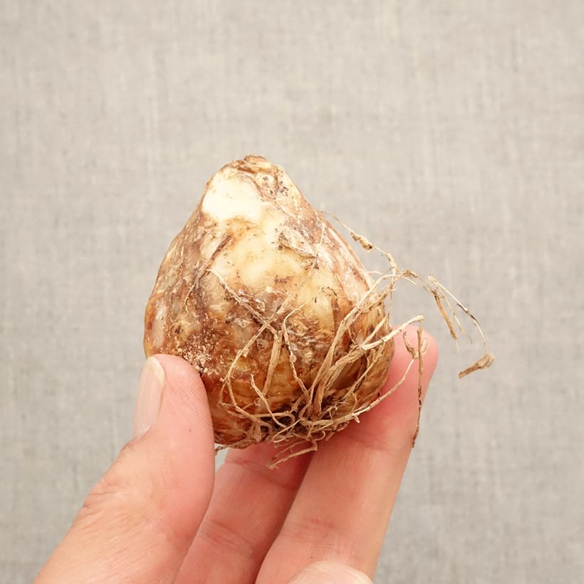 Exemplar von Camassia leichtlinii Aurora - Prärielilie Zwiebel Kaliber/Größe 14+ wie im Frühjahr geliefert