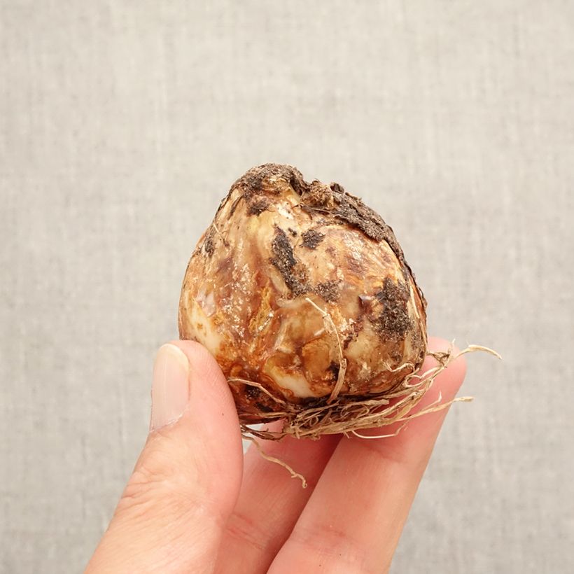 Exemplar von Camassia leichtlinii Alba - Prärielilie Zwiebel Kaliber/Größe 14+ wie im Frühjahr geliefert