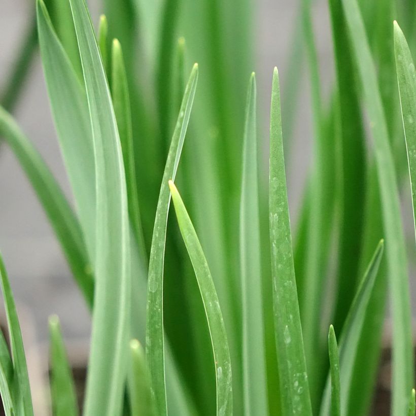 Camassia leichtlinii Alba - Prärielilie (Laub)