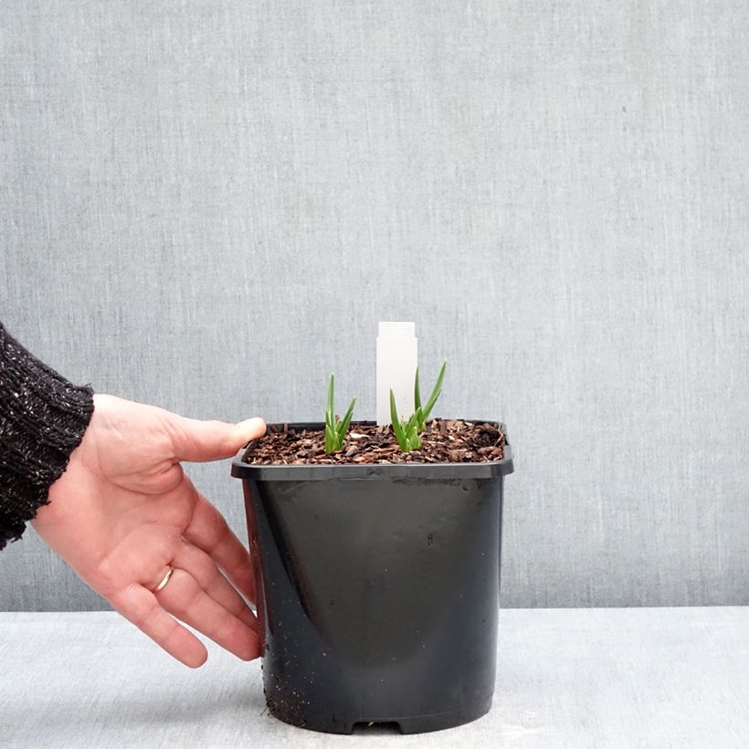 Exemplar von Camassia leichtlinii Silk River - Prärielilie Topf mit 2L/3L wie im Winter geliefert