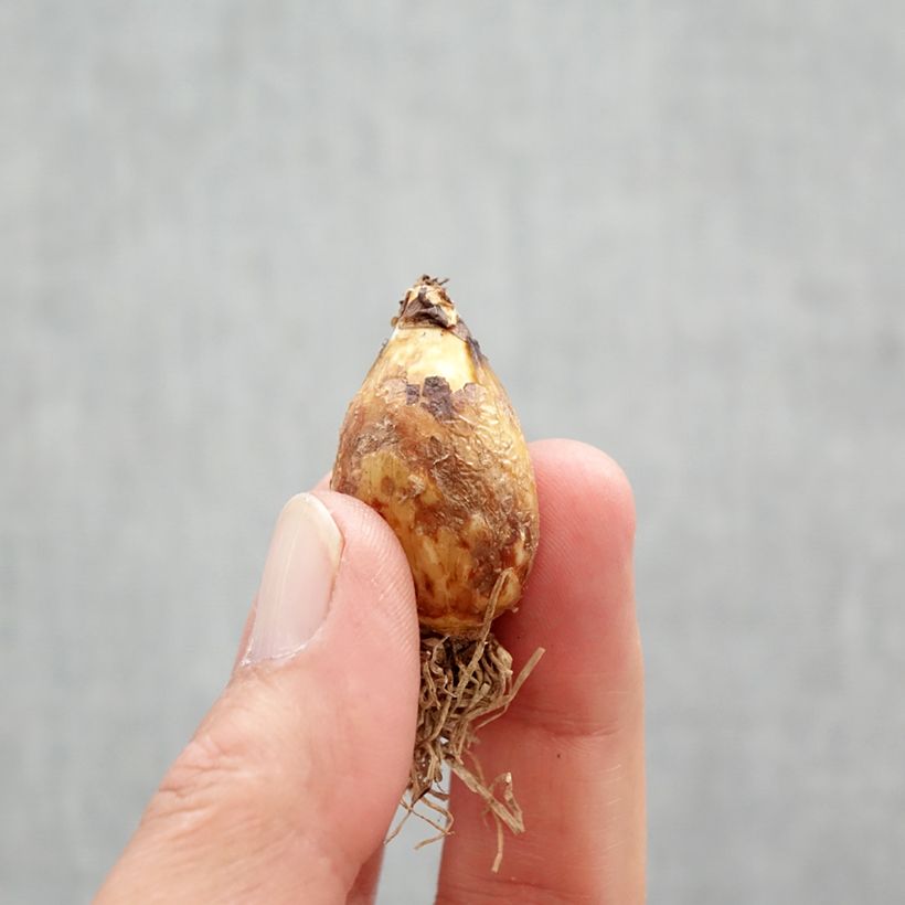 Exemplar von Camassia quamash - Prärielilie Zwiebel Kaliber/Größe 6+ wie im Frühjahr geliefert