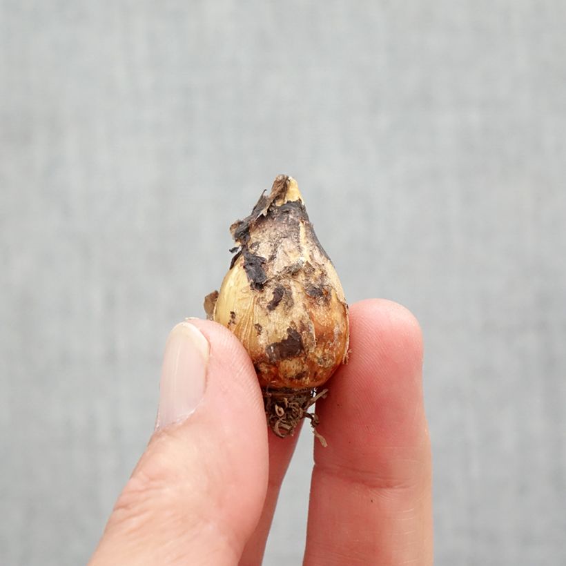 Exemplar von Camassia quamash Orion - Prärielilie Zwiebel Kaliber/Größe 6+ wie im Frühjahr geliefert