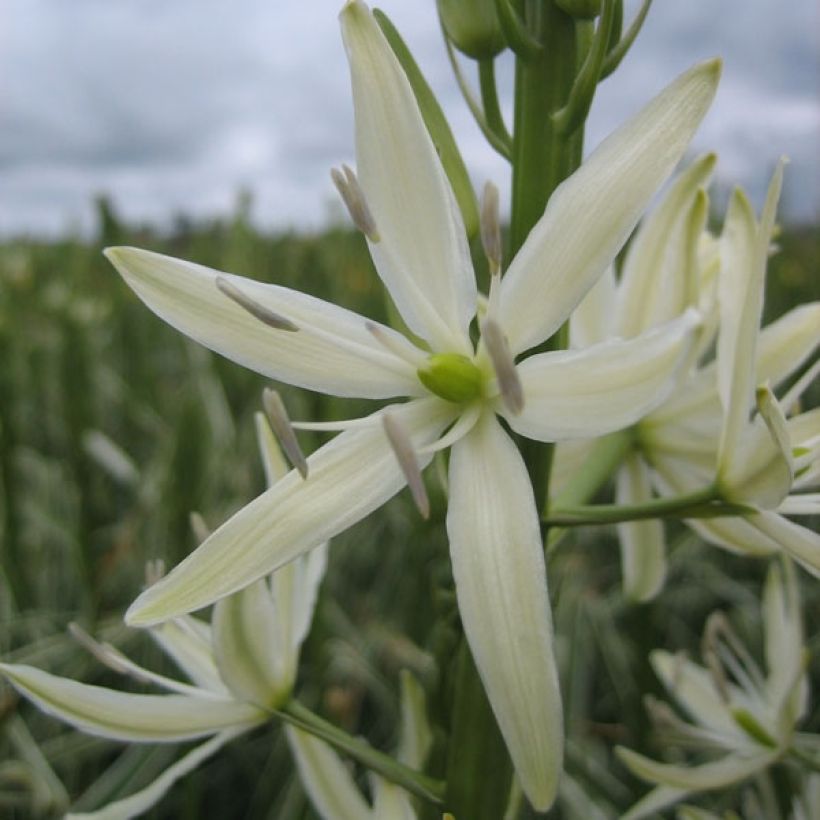 Camassia leichtlinii Sacajawea - Prärielilie (Flowering)