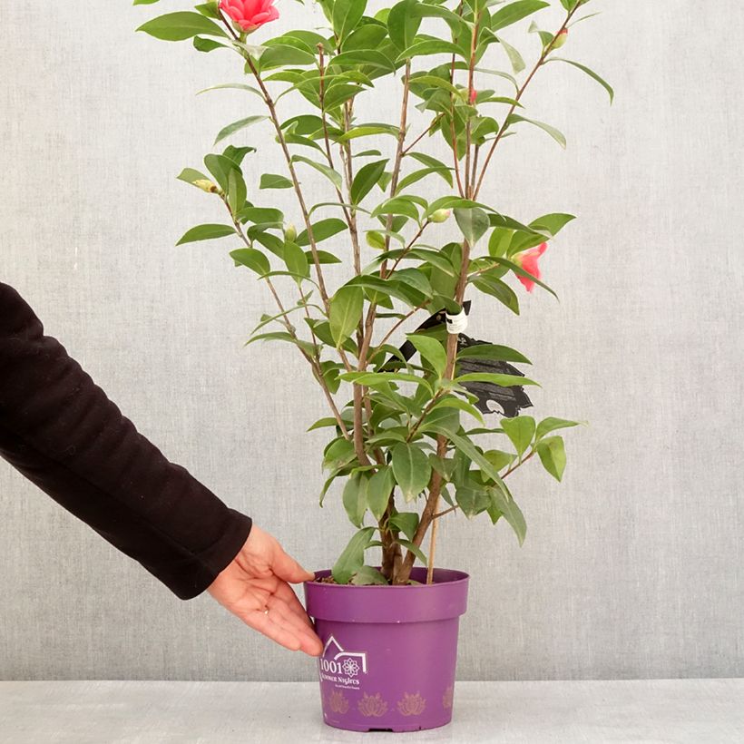 Example of Camellia 1001 Summer Nights Jasmine - Japanische Kamelie Topf mit 3L/4L as you get in hiver