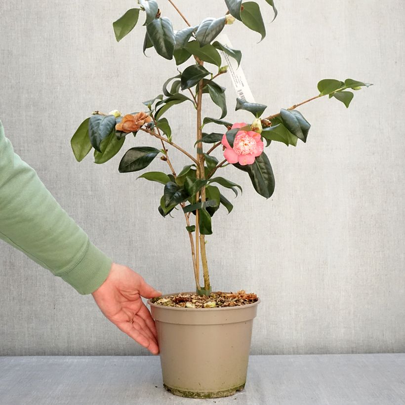 Exemplar von Camellia Baby Sis Pink - Japanische Kamelie Topf mit 4L/5L wie im Winter geliefert