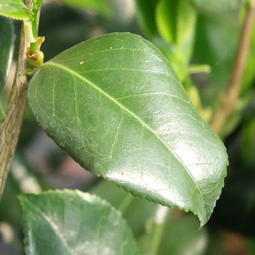 Camellia Betty Foy Sanders - Japanische Kamelie (Laub)
