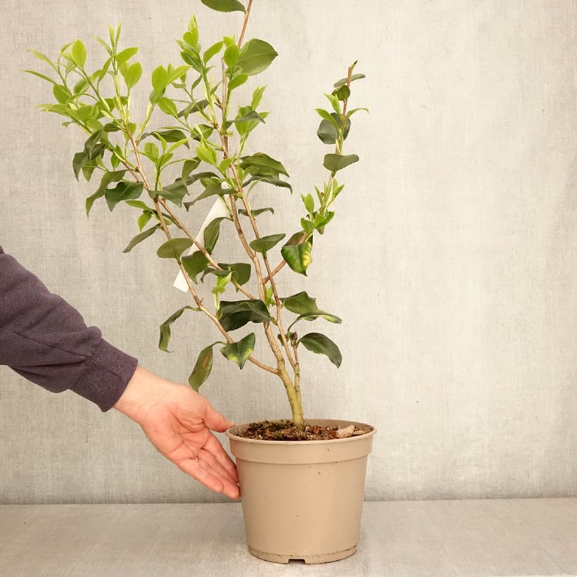 Exemplar von Camellia Betty Foy Sanders - Japanische Kamelie Topf mit 4L/5L wie im Frühjahr geliefert