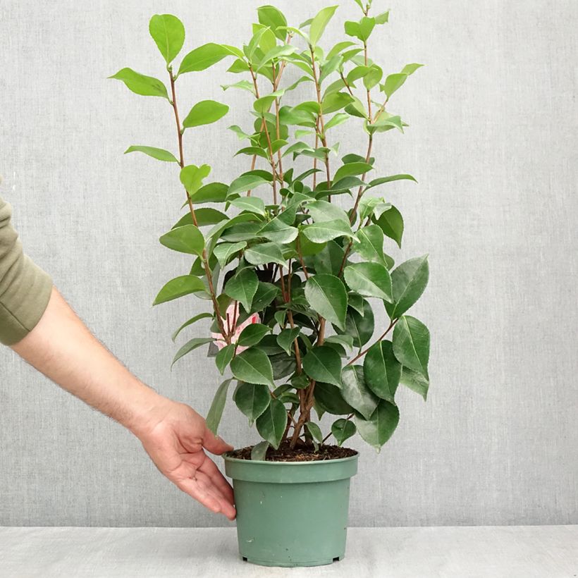 Exemplar von Camellia Bonomiana - Japanische Kamelie Topf mit 3L/4L wie im Sommer geliefert
