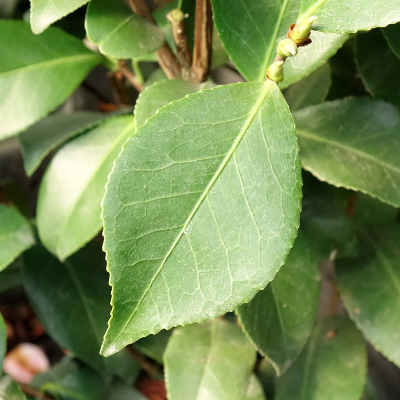 Camellia Bonomiana - Japanische Kamelie (Foliage)