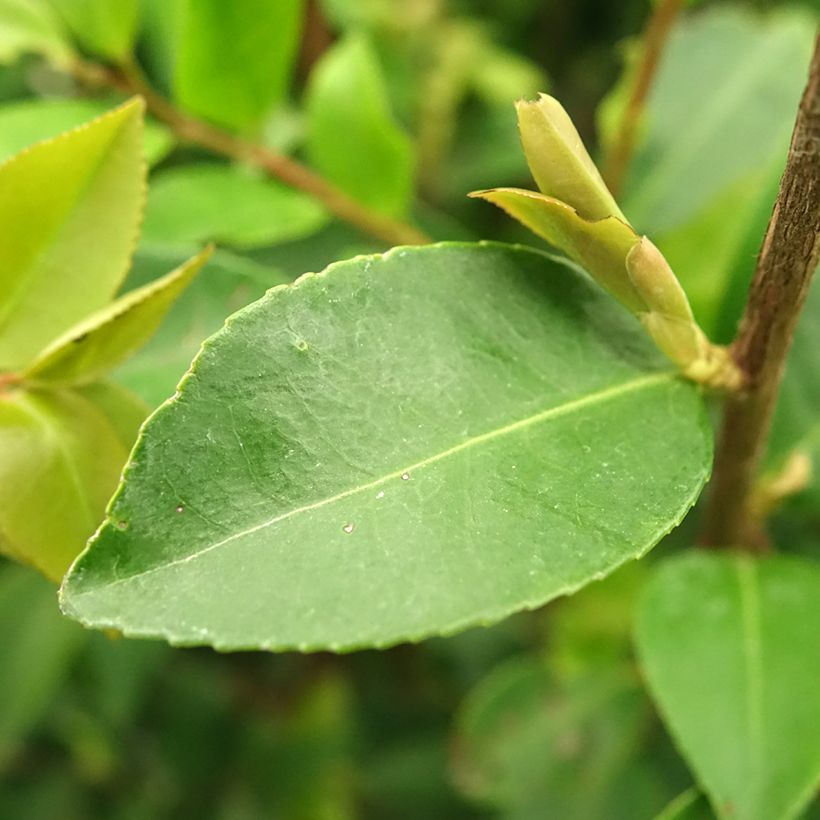 Camellia Cinnamon Cindy - Kamelie (Foliage)