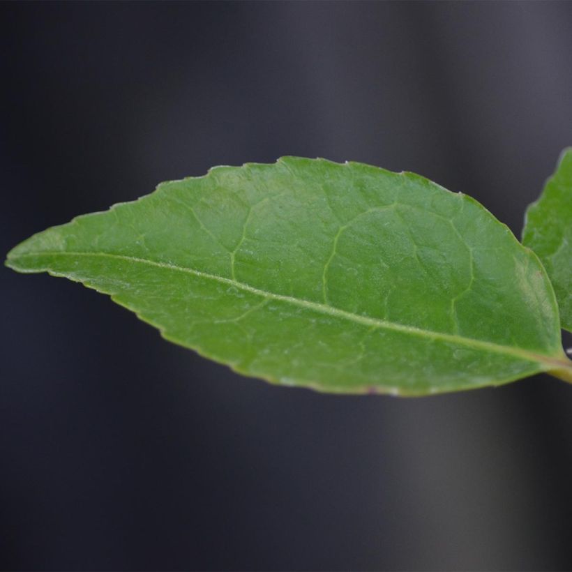 Camellia lutchuensis High Fragrance - Kamelie (Foliage)