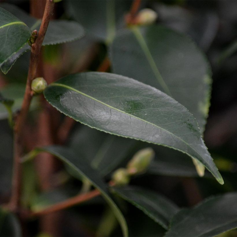 Camellia Spring Festival - Kamelie (Foliage)