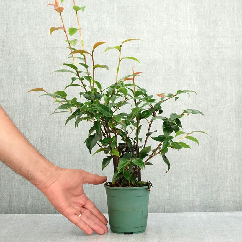 Example of Camellia Spring Festival - Kamelie Topf 12 cm / 13 cm as you get in ete