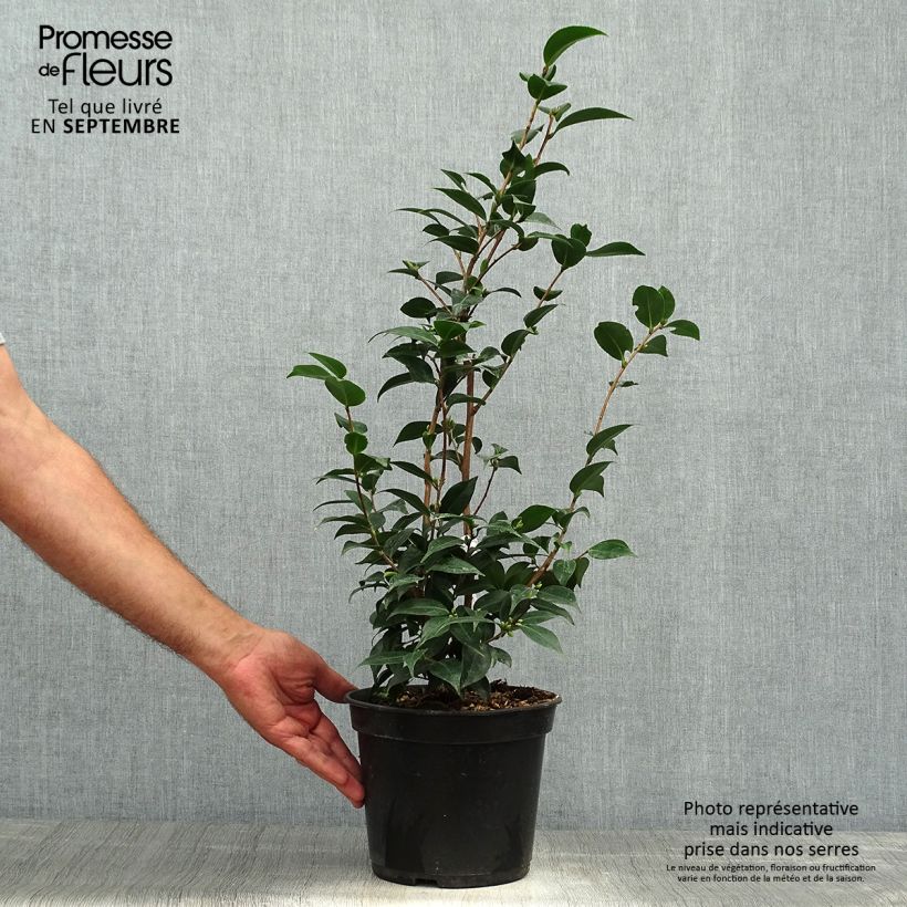 Example of Camellia Spring Festival - Kamelie Topf mit 3L/4L as you get in automne
