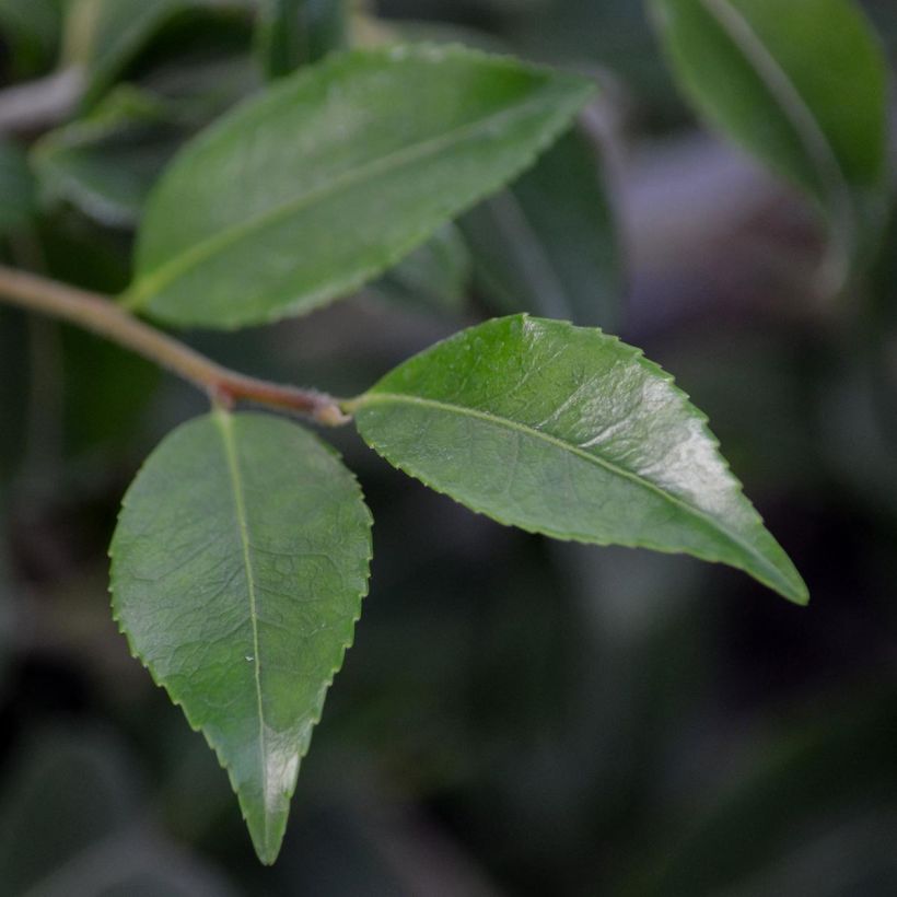 Camellia lutchuensis Sweet Emily Kate - Kamelie (Foliage)