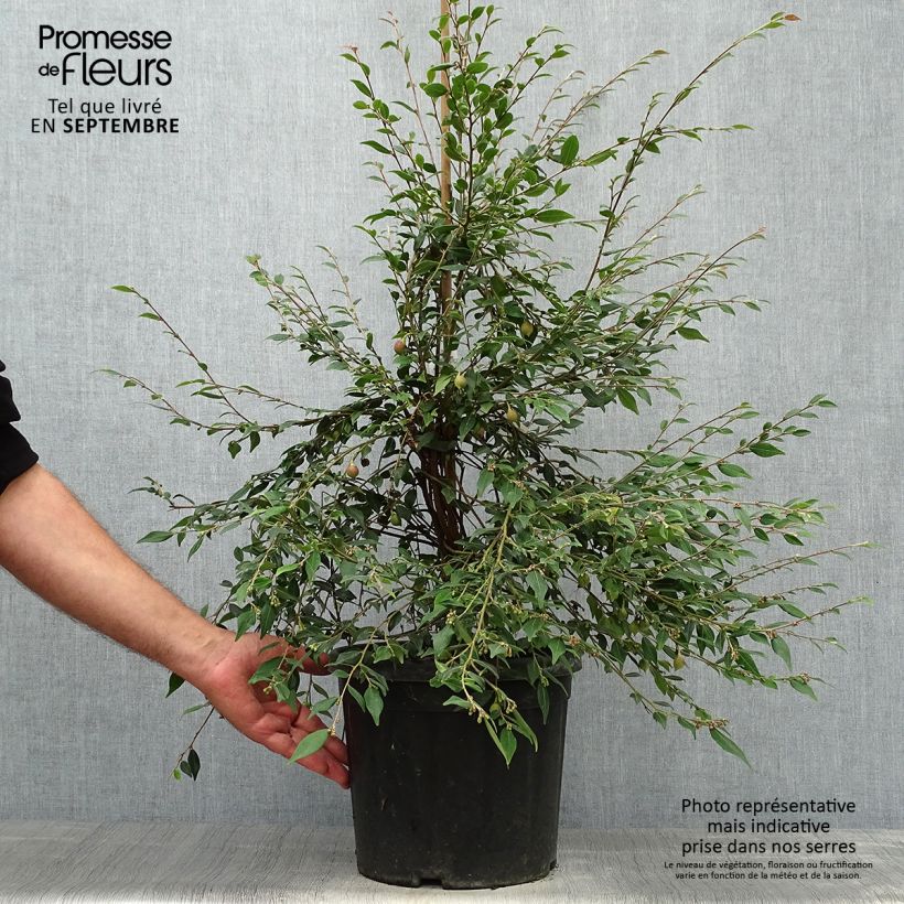 Example of Camellia rosthoriana Cupido - Kamelie Topf mit 7,5L/10L as you get in automne