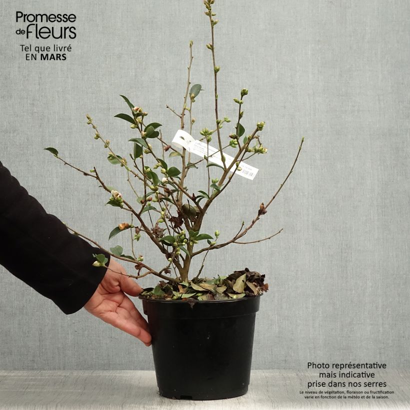 Exemplar von Camellia lutchuensis Fairy blush - Kamelie Topf mit 3L/4L wie im Frühjahr geliefert