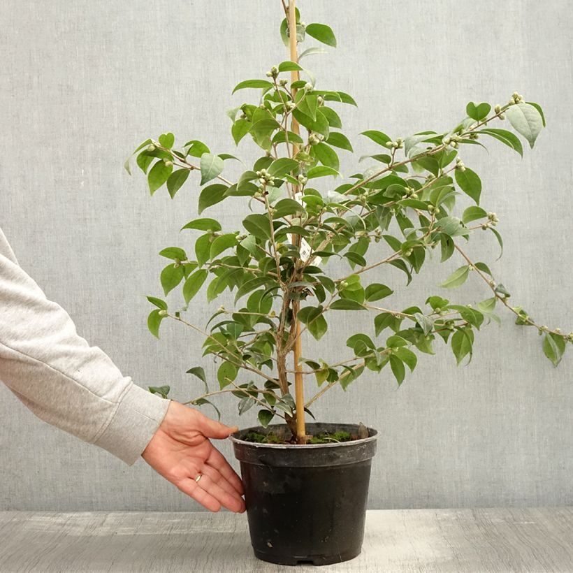 Example of Camellia Gay Baby - Kamelie Topf mit 4L/5L as you get in automne