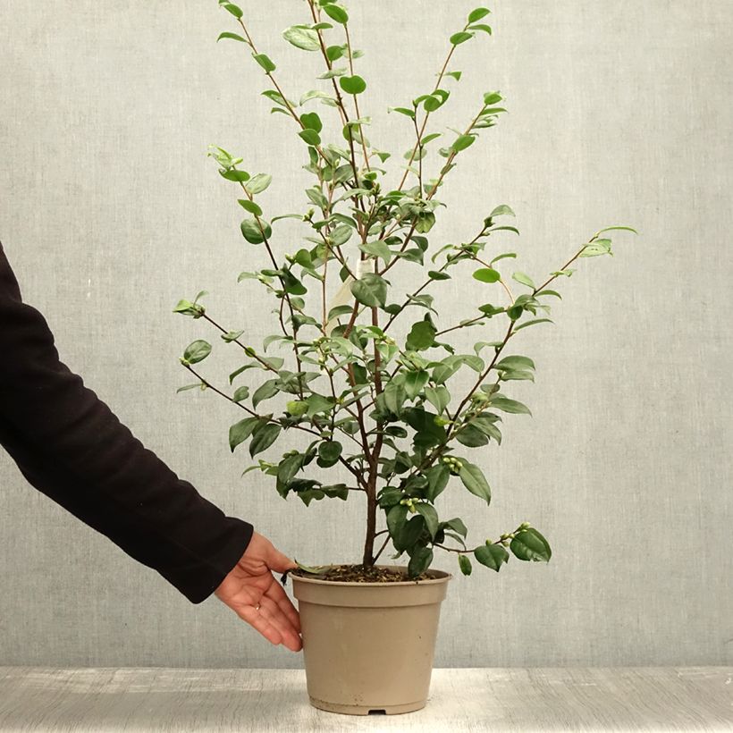 Example of Camellia lutchuensis Koto No Kaori - Kamelie Topf mit 4L/5L as you get in automne
