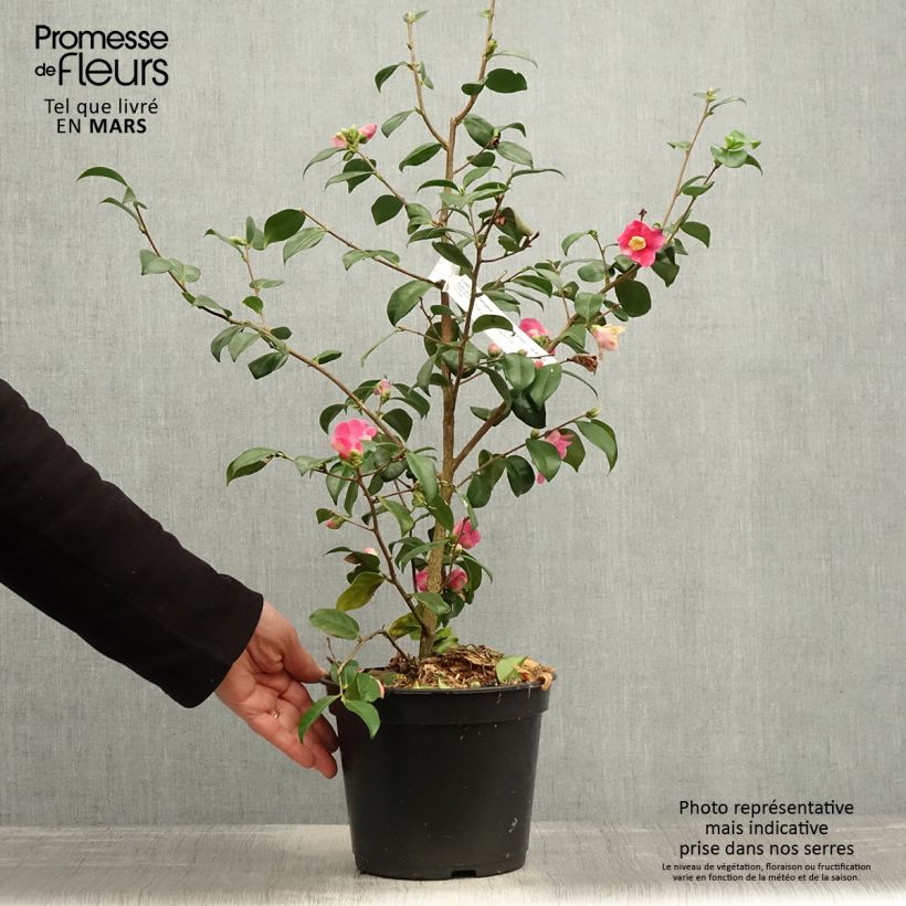 Exemplar von Camellia lutchuensis Koto No Kaori - Kamelie Topf mit 4L/5L wie im Frühjahr geliefert