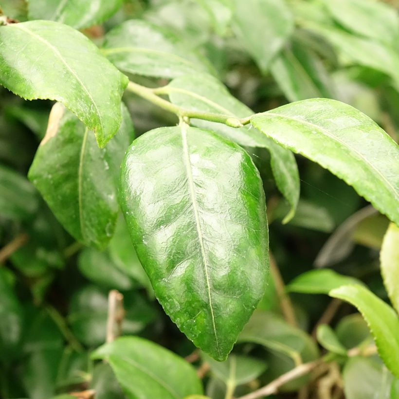 Camellia lutchuensis Koto No Kaori - Kamelie (Foliage)