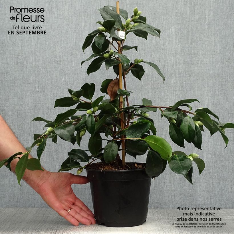 Example of Camellia chandleri Elegans - Japanische Kamelie Topf mit 4L/5L as you get in automne