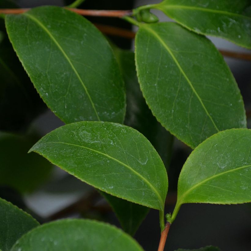 Camellia Betty's Beauty - Kamelie (Foliage)