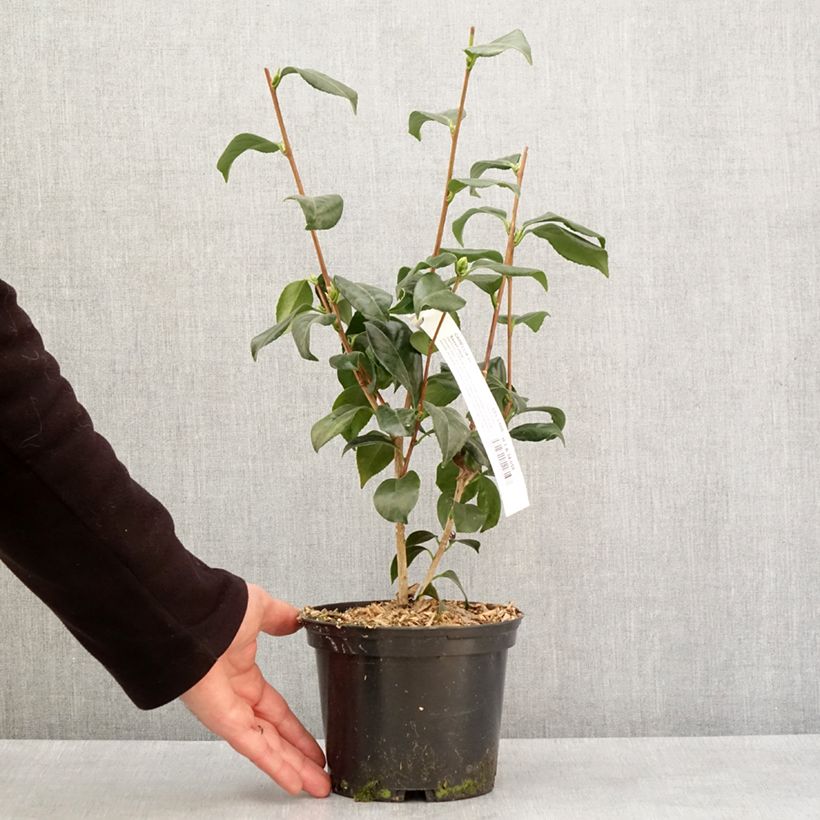 Exemplar von Camellia Sweet Olive - Japanische Kamelie Topf mit 2L/3L wie im Winter geliefert