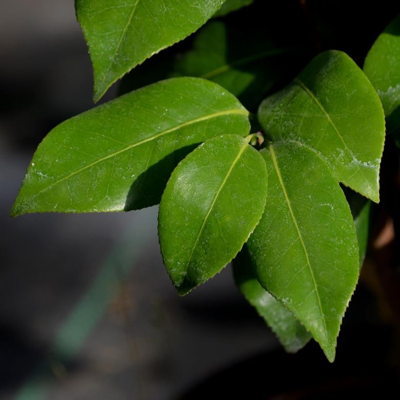 Camellia Nuccio's Jewel - Japanische Kamelie (Foliage)