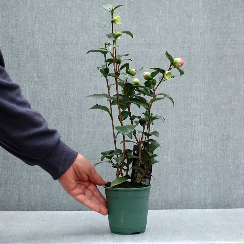 Example of Camellia Nuccio s Pearl - Kamelie Topf 12 cm / 13 cm as you get in printemps