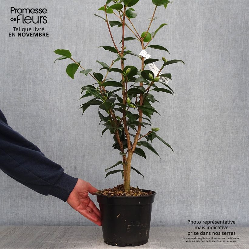 Example of Camellia Royal Velvet - Kamelie Topf mit 4L/5L as you get in automne